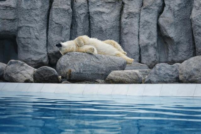 Knut ours et knut ourson : l'essentiel a Berlin Knut ours et knut ourson : l'essentiel a Berlin
