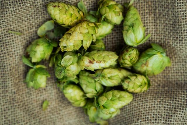 Bouture houblon et bouturer houblon : l'essentiel a Berlin Bouture houblon et bouturer houblon : l'essentiel a Berlin